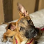 Mischling Dott, 07/2023, Endgröße ca. 60-65 cm, 19273 Sumte