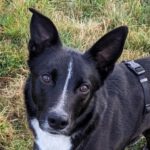 Kurzhaarcollie Mischling Drum, 01/2022, ca. 50 cm, 63075 Offenbach