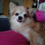 Chihuahua Emilio, 09/2010, ca. 20 cm, 61381 Friedrichsdorf