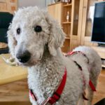 Königspudel Flavia, 11/2014, ca. 60 cm, 89079 Ulm