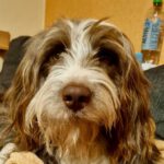 Mischling Frieda, 02/2021, ca. 45 cm, 49688 Lastrup