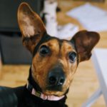 Dackel Mischling Gitana, 08/2022, ca. 25 cm, 51373 Leverkusen