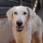 Mastin Hungria, 05/2022, ca. 75 cm