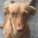 Podenco Maneto Ingrid, 12/2019, ca. 35 cm, 29473 Göhrde