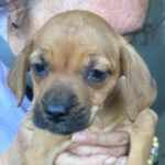 Mischling Irma, 10/2023, Endgröße ca. 40 cm