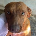 Podenco Jack, 07/2022, ca. 45 cm