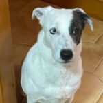 Border Collie - Boxer-Mischling Jupiter, 02/2017, ca. 55 cm