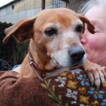 Podenco Kika, 05/2015, ca. 38 cm, 65597 Hünfelden/Heringen