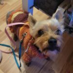 Yorkshire Terrier Kitty, 12/2011, ca. 20 cm, 38102 Braunschweig