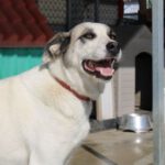 Mastin Mischling Lady, 07/2020, ca. 59 cm