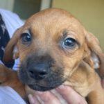 Mischling Maiu, 10/2023, Endgröße ca. 40 cm