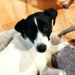 Bodeguero Manya, 01/2023, ca. 40 cm, 44227 Dortmund