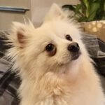 Pomeranian Mari, 04/2023, ca. 30 cm, 69257 Wiesenbach