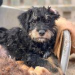 Spanischer Wasserhund Mischling Matteo, 10/2023, Endgröße ca. 45 cm