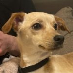 Podenco Pinscher Mischling Meli, 04/2023, ca. 40 cm, 61352 Bad Homburg