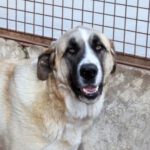 Mastin Mereia, 03/2021, ca. 70 cm