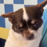 Chihuahua Micky, 05/2018, ca. 20 cm