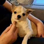 Chihuahua Mosta, 05/2020, ca. 25 cm,17438 Wolgast
