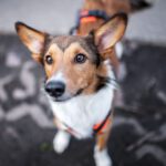 Mischling Naveen, 12/2022, ca. 42 cm, 39116 Magdeburg