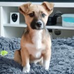 Mischling Nelly, 09/2023, Endgröße ca. 35 cm, 47475 Kamp-Lintfort