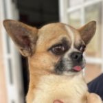 Chihuahua Nero, 11/2018, ca. 18 cm