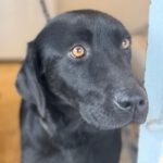 Labrador Noemie, 08/2021, ca. 53 cm