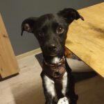 Bodeguero Mischling Ophelia, 07/2022, ca. 41 cm, 24558 Henstedt-Ulzburg