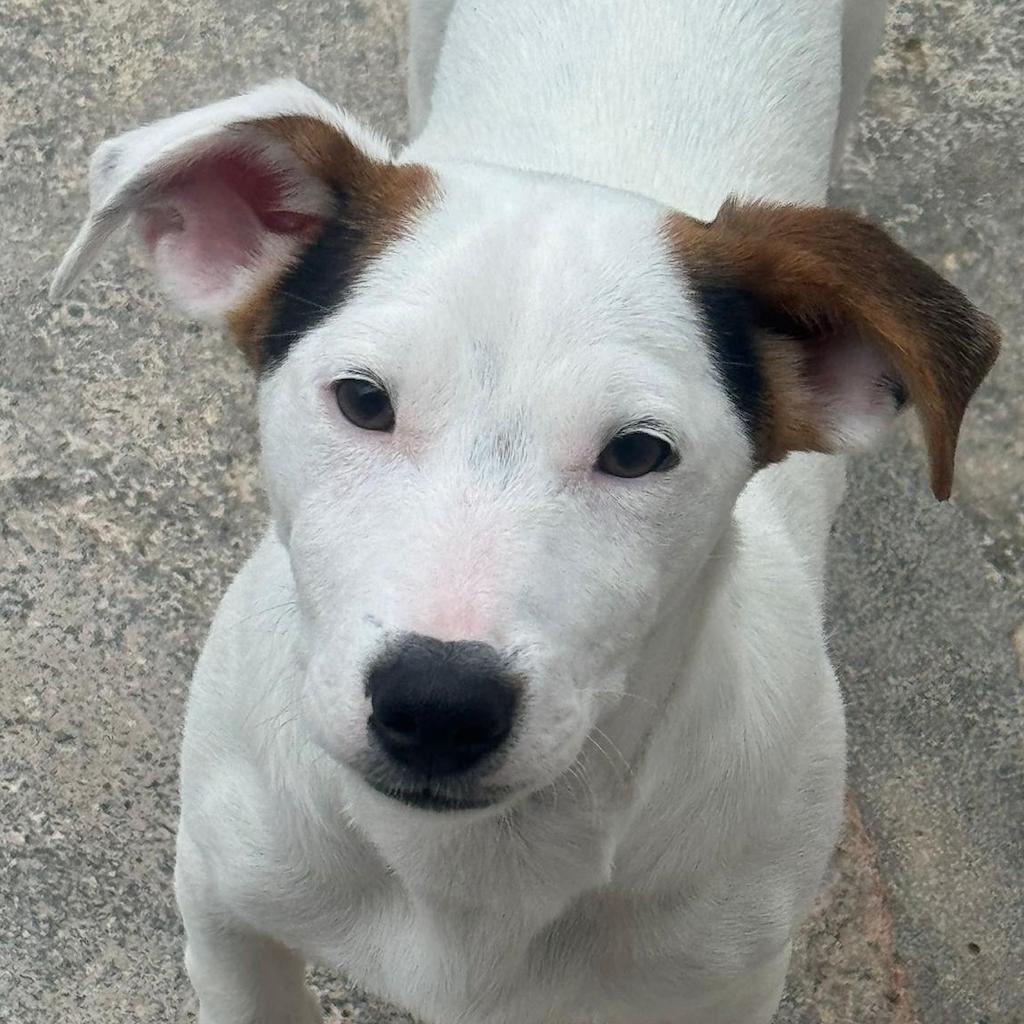 Jack Russel Mischling Oscar hat endlich ein Zuhause SALVA Hundehilfe e.V.