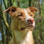 Mischling Otis, 04/2022, ca. 65 cm, 27616 Beverstedt