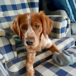 Epagneul Breton Pablo, 10/2022, ca. 45 cm, 24975 Hürup