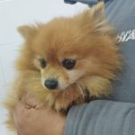 Pomeranian Paris, 10/2015, ca. 20 cm