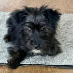 Mischling Pepsi, 09/2023, ca. 30 cm, 53340 Meckenheim