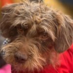 Wasserhund Pileta, 12/2022, ca. 40 cm