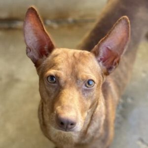 Podenco Maneto Poli, 12/2021, ca. 37 cm