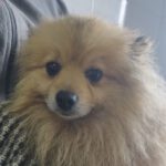 Pomeranian Popeye, 01/2023, ca. 20 cm