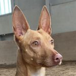 Podenco Punkito, 06/2022, ca. 45 cm, 61267 Neu-Anspach