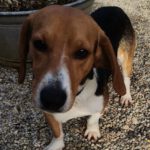 Beagle Rambo, 07/2022, ca. 35 cm, 94474 Vilshofen