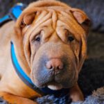 Shar Pei Romeo, 01/2020, ca. 40 cm, 61191 Rosbach v.d. Höhe
