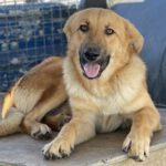 Mischling Ron, 04/2023, ca. 65 cm