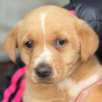 Labrador Mischling Roo, 12/2023, Endgröße ca. 60 cm