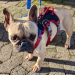 Französische Bulldogge Roxanne, 01/2020, ca. 30 cm, 39646 Oebisfelde