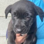 Labrador Mischling Ruby, 12/2023, Endgröße ca. 55 cm