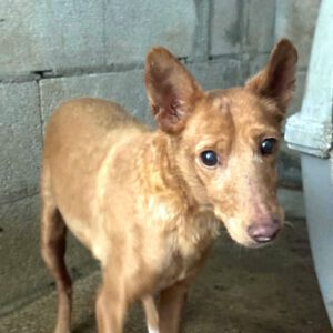 Podenco Shakira, 04/2013, ca. 40 cm