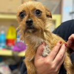 Yorkshire Terrier Mischling Sindy, 03/2023, ca. 25 cm, 27777 Ganderkesee