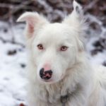 Border Collie Snoopy, 04/2022, ca. 52 cm, 30163 Hannover