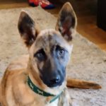 Malinois Mischling Tam, 09/2023, Endgröße ca. 60 cm, 66346 Püttlingen