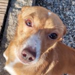 Podenco Maneto Tomy, 06/2021, ca. 35 cm, 94474 Vilshofen an der Donau