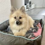Pomeranian Turco, 06/2023, ca. 30 cm, 45145 Essen