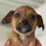 Bodeguero Mischling Waffles, 11/2023, Endgröße ca. 40 cm