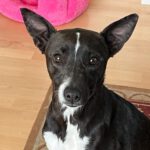 Mischling Wally, 02/2023, ca. 43 cm, 12557 Berlin